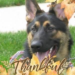 Meet your Posher, Susan